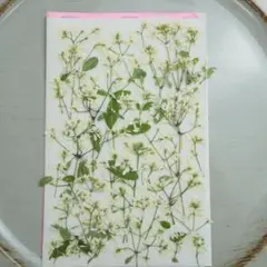 押し花　ユーフォルビア
