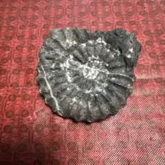 雷光鳴　黄鉄鉱化アンモナイト 化石 紫色の真珠層付き 雷光鳴様専用 黄鉄鉱化アンモナイト 化石 紫色の真珠層付き
