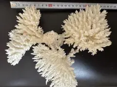 白さんご