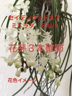 セイデンファデニア・ミトラタ 大株 モサモサ セイデンファデニア ミトラタ 大株 Seidenfadenia mitrata 大株