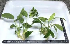 週末限定値下げ❗️アヌビアスナナ3種セット