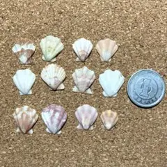 貝殻　12個　扇形