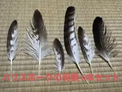 Item thumbnail for item ce90e427-c17a-48ee-af9b-3abafd56c45f