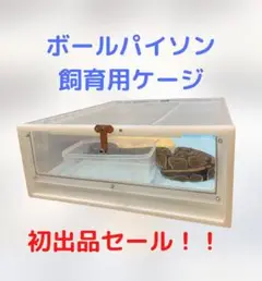 ボールパイソン衣装ケース(初出品セール)