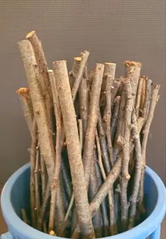 桜　枝木2kg