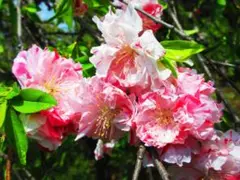 ハナモモの花のきれいな風景（№0972)