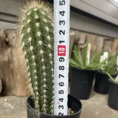 武倫柱 ブリンチュウ 【樹高:約88cm】May52 武倫柱（ブリンチュウ） - 植物と暮らす m-plant