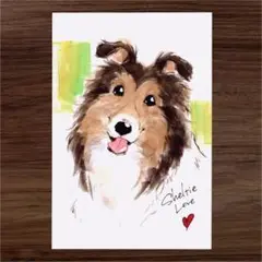 イラスト 原画 ポストカード 絵 【シェルティー】77