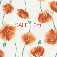 SALE 2m ポピー アイボリー オックス