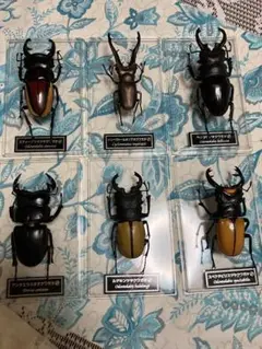 未開封品　デアゴスティーニ　世界の昆虫　26冊まとめセット　カブトムシ　クワガタ Amazon.co.jp: デアゴスティーニ 世界の昆虫 26冊まとめセット