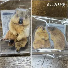 [匿名配送]ヒマラヤマーモットのまもち アクリルマスコット 寝落ちまもち