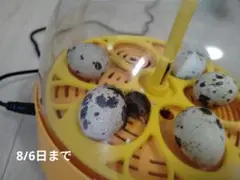 うずら　有精卵　10個　ハンドメイド用　8/6日まで