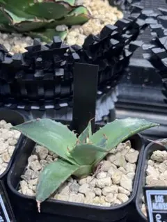 ウ*ズ様 アガベ　ハイブリッド　ファンキートゥース　エボリスピナ　チタノタ　パラ Agave hybrid エボリスピナ × ブラック＆ブルー 陽炎 チタノタ