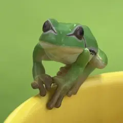 PUTITTO アマガエル