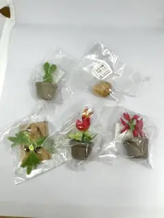 【未開封・5種】世界の奇妙な植物たち
