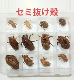 2025年最新】エゾゼミ 標本の人気アイテム - メルカリ