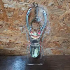 エラフスホソアカクワガタ アクリルキーホルダー 原寸大 ビッグ