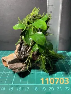 活着の逸品 マングローブ流木 プチ モス 活着 さらに 気孔石 セット