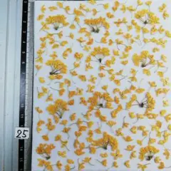 キンモクセイ　金木犀　自然色　No25　@788 押し花　押し花素材