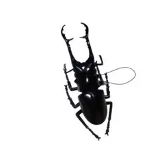 生物図鑑　リアルカブトクワガタ　プライズギラファノコギリクワガタ　ストラップ