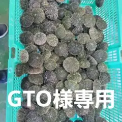 石鯛 活バフンウニ 釣りエサ用 2キロ分 クール便 m21589713048_1.jpg?1725199624