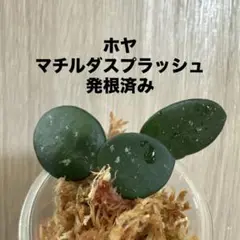 専用出品　ホヤ　ラクノーサミントコイン&マチルダ(スプラッシュの、キレイな子) 2025年最新】ホヤ マチルダ スプラッシュの人気アイテム - メルカリ