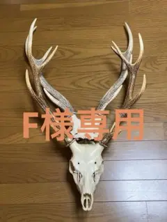 2025年最新】鹿 角 スカルの人気アイテム - メルカリ