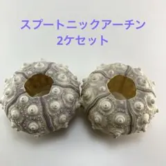 NO.67-178 スプートニックアーチン(ウニ殻) 2ケセット