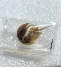 カブトガニの標本 竹フレーム付き カブトガニの標本 竹フレーム付き