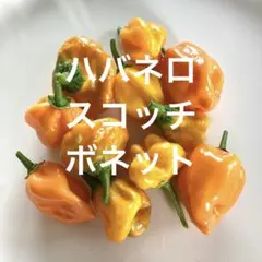 ハバネロ スコッチボネット イエロー 唐辛子