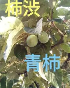 柿渋用青柿