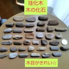 けいかぼく 珪化木 木化石 ペトリファイドウッド コケリウム ボトリウム