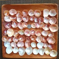 貝殻 60個ハンドメイド素材