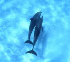 ブルガリ ブルー トラベルトリオ