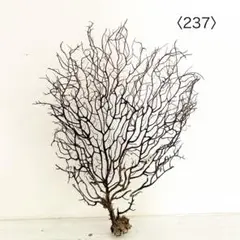 ウミウチワ〈237〉