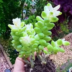 多肉植物 お買い得セット ビアホップ雪花玉 花月 ロココ 銭串錦 吹雪の松 返品?交換対象商品】 多肉植物 ビアホップ雪花玉錦13 - メルカリ
