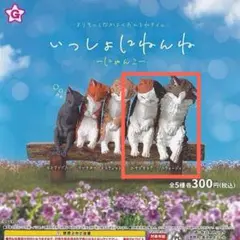 [美品] いっしょにねんね　ネコ　ガチャ　セット