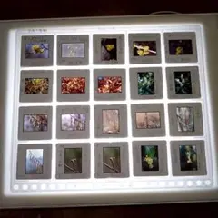 Item thumbnail for item 8f8110fe-2cd0-4d72-a904-33ed13adef4c
