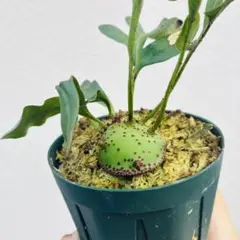 【メルカリ便で発送】レカノプテリス ミラビリス② メルカリ便で発送】レカノプテリス ミラビリス - メルカリ