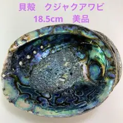 NO.58-2 貝殻　クジャクアワビ(メキシコアワビ) 磨き　18.5cm 美品