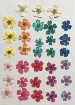 押し花素材パック　コデマリミックス　33個入（11色×3個） No1077