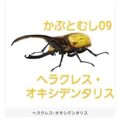 ヘラクレス・オキシデンタリス　いきもの大図鑑　かぶとむし09　ガチャ　ガシャポン