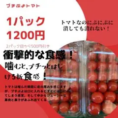 糖度8 減農薬 野菜 トマトミニトマトフルーツトマト プチぷよ