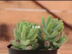 専用バック