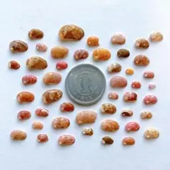 No409 ヒメアワビ 天然貝殻 微小貝 大量セット