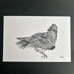 ボールペン画　ミサゴ