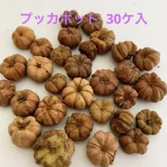 NO.661-99 プッカポット (木ノ実／素材) 30ケ入