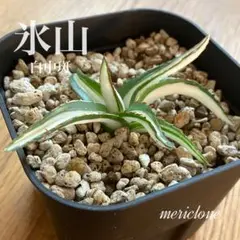 速達【3000取引感謝企画】アガベ　氷山　白中斑　TC 鉢ごと発送　屋外管理 速達【3000取引感謝企画】アガベ 氷山 白中斑 TC 鉢ごと発送