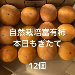 ⑤自然栽培富有柿 甘柿 11/5収穫 1キロ以上 樹齢50年