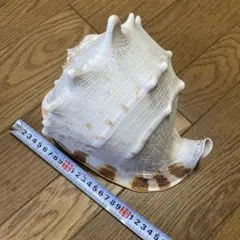 特大トウカムリ貝　唐冠　トウカムリガイ　観賞用　美品
